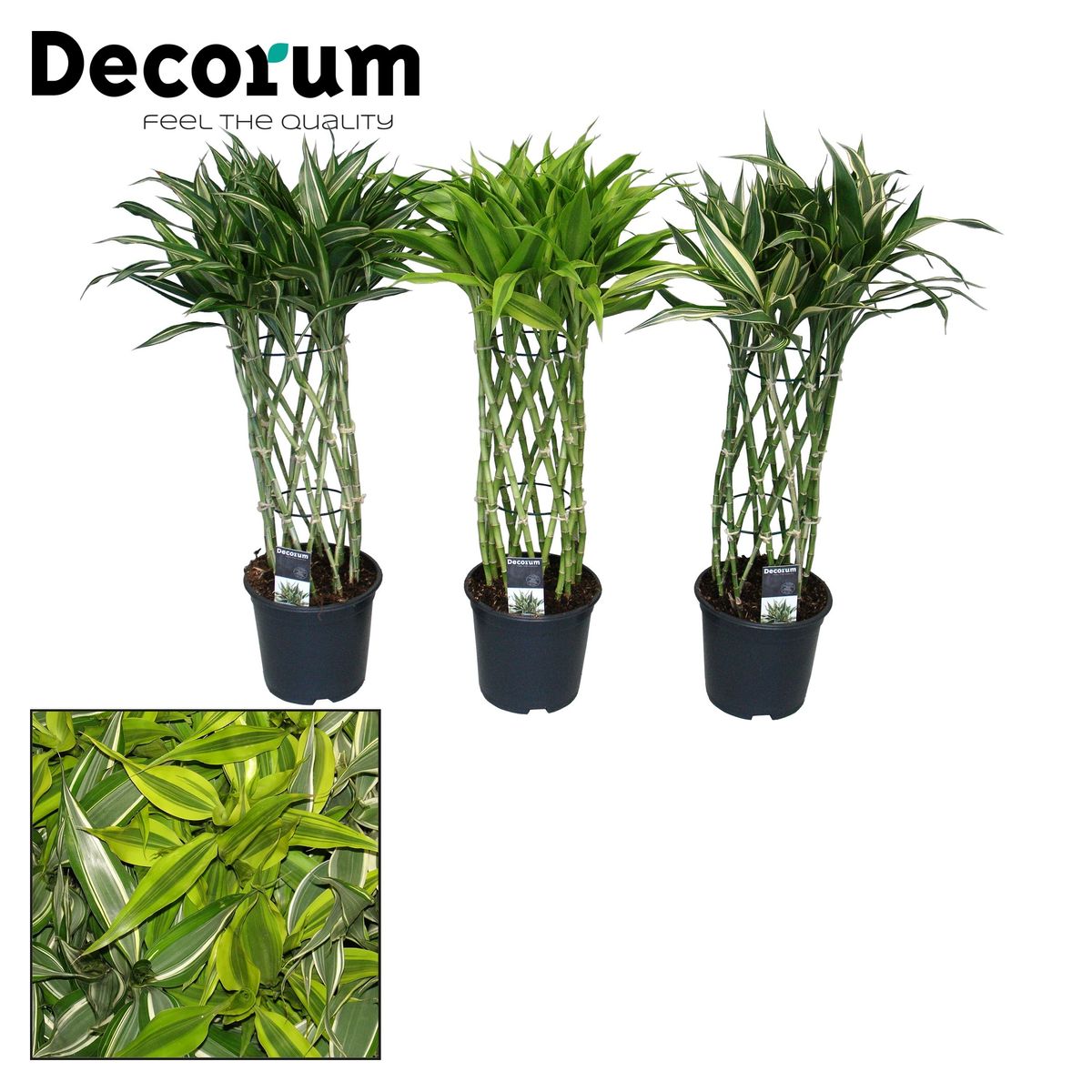 Dracaena MIX Plant Wholesale FlorAccess dracaena-mix-plant-wholesale-floraccess