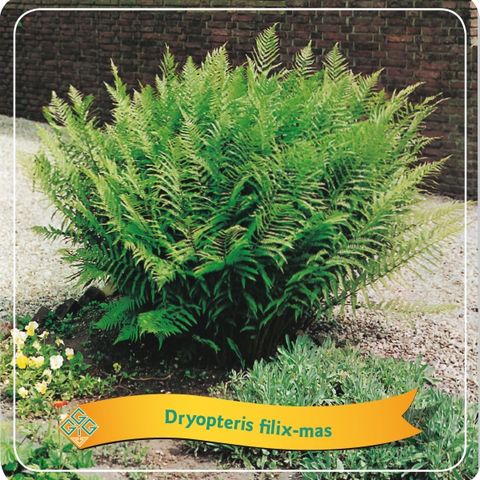 Dryopteris filix-mas