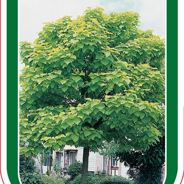 Catalpa bignonioides 'Aurea'