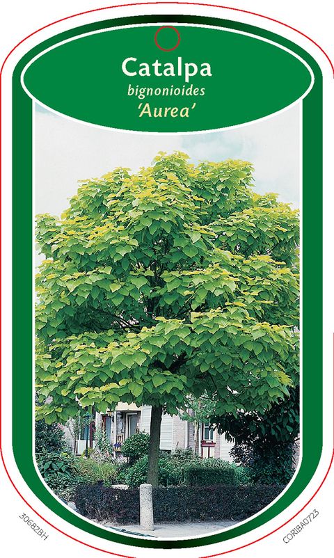 Catalpa bignonioides 'Aurea'