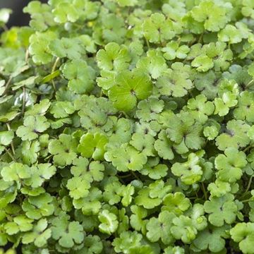 Hydrocotyle novae-zelandiae