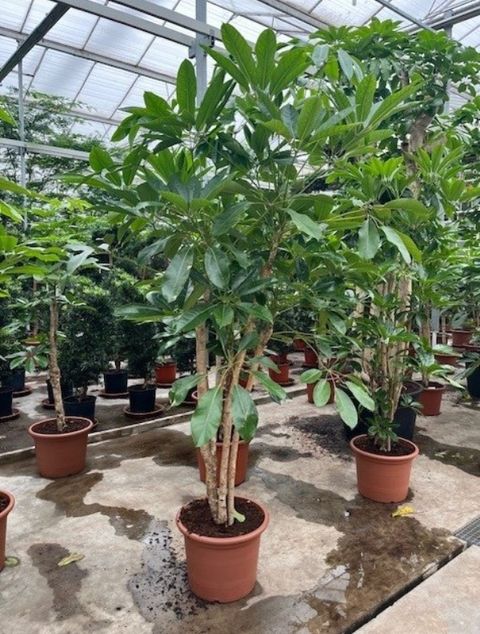 Schefflera actinophylla 'Amate'