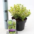 Euonymus fortunei 'Emerald 'n' Gold'