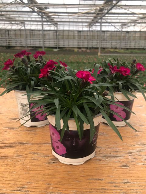 Dianthus SCULLY