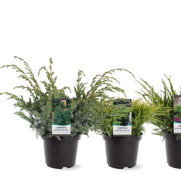 Juniperus MIX