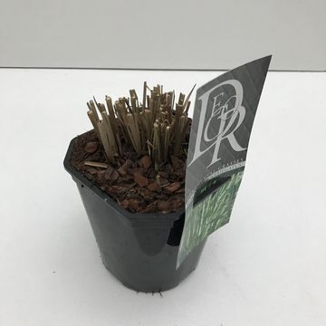 Miscanthus sinensis 'Variegatus'