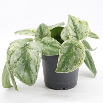 Scindapsus 'Silver Knight'