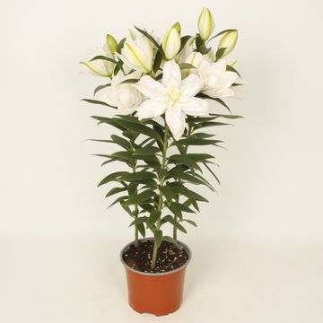 Lilium SUNNY DOUBLE BOUNTY