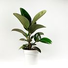 Ficus elastica 'Robusta'