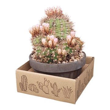 Gymnocalycium chacoense