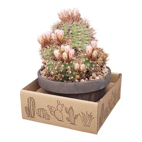 Gymnocalycium chacoense