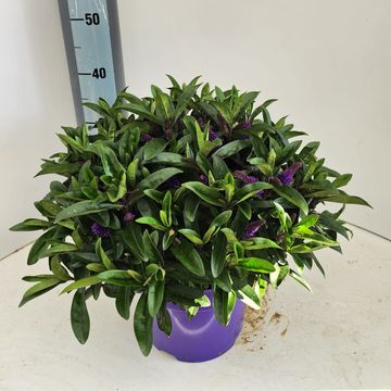 Hebe 'Otatara'