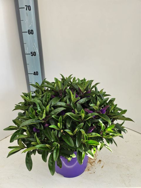 Hebe 'Otatara'