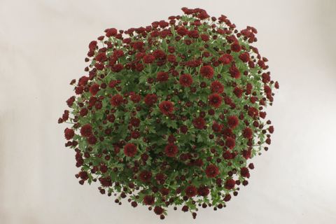 Chrysanthemum 'Jasoda Red'