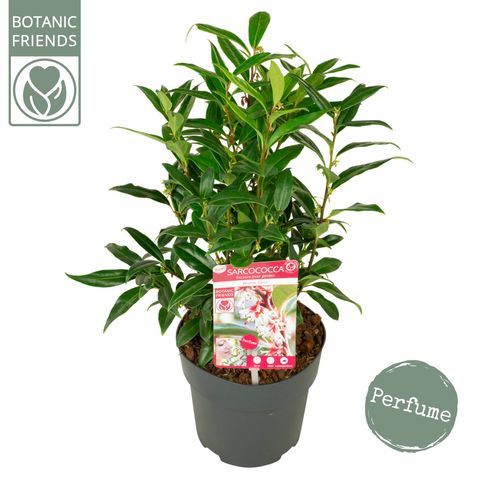 Sarcococca hookeriana WINTER GEM