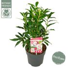 Sarcococca hookeriana WINTER GEM