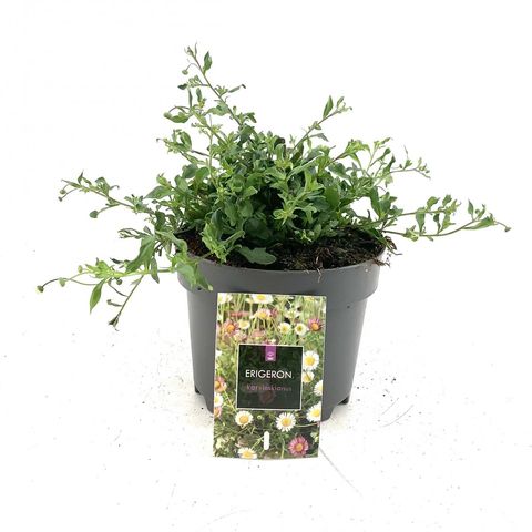 Erigeron karvinskianus