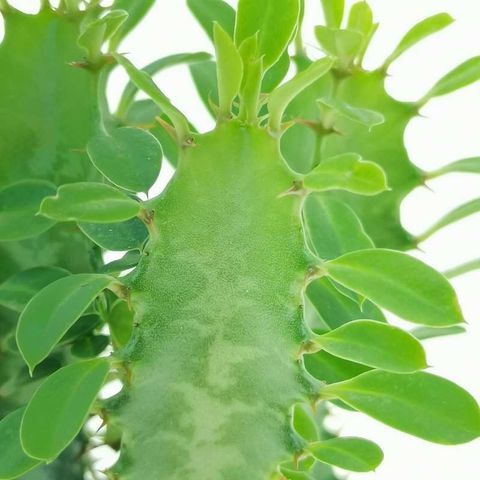 Euphorbia trigona