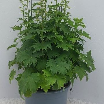 Delphinium MAGIC FOUNTAINS MIX