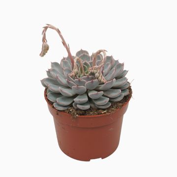 Echeveria cuspidata 'Texensis'