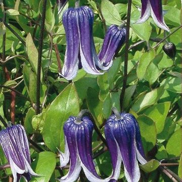 Clematis 'Roguchi' (I)