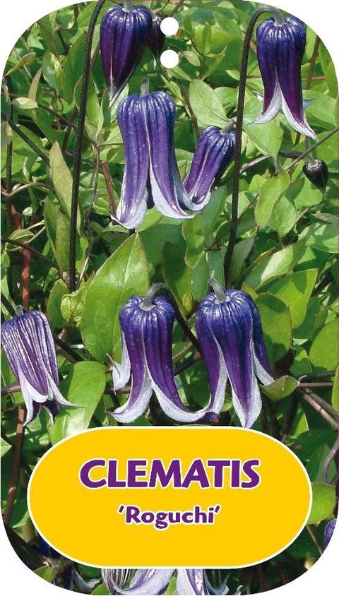 Clematis 'Roguchi' (I)