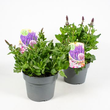 Salvia nemorosa MIX