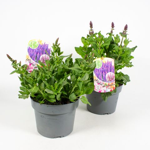 Salvia nemorosa MIX