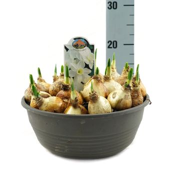 Narcissus 'Silver Chimes'