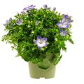 Campanula portenschlagiana 'Fancy Mee'