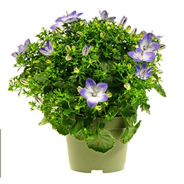 Campanula portenschlagiana 'Fancy Mee'