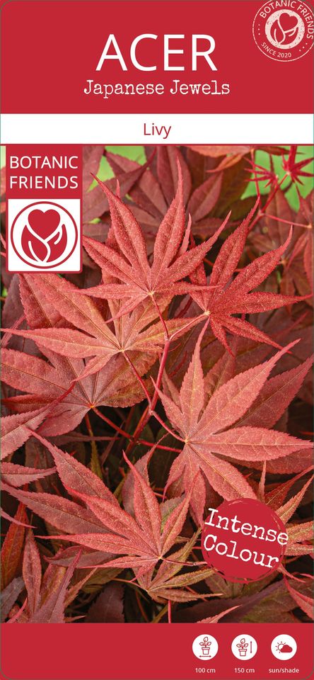 Acer palmatum 'Livy'