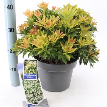 Pieris japonica 'Purity'