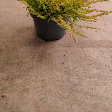 Calluna vulgaris 'Boskoop'