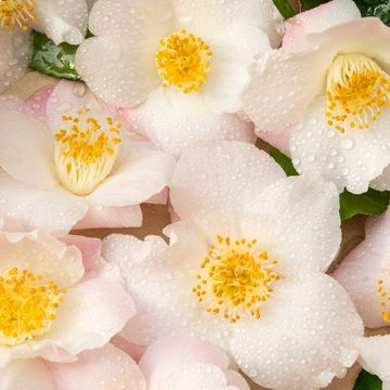 Camellia japonica 'Winter Perfume Pearl'