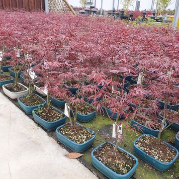 Acer palmatum 'Atropurpureum'