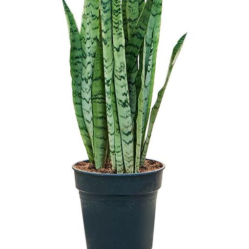 Sansevieria trifasciata 'Silver Mist'