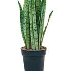 Sansevieria trifasciata 'Silver Mist'