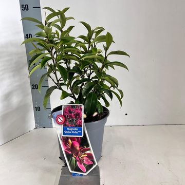 Magnolia figo 'Stellar Ruby'