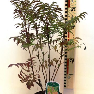 Sorbaria sorbifolia 'Sem'