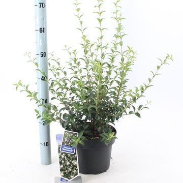 Osmanthus x burkwoodii