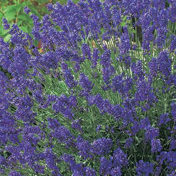 Lavandula angustifolia 'Dwarf Blue' — Mayorista de plantas FlorAccess