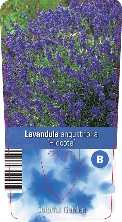 Lavandula angustifolia 'Хидкот'