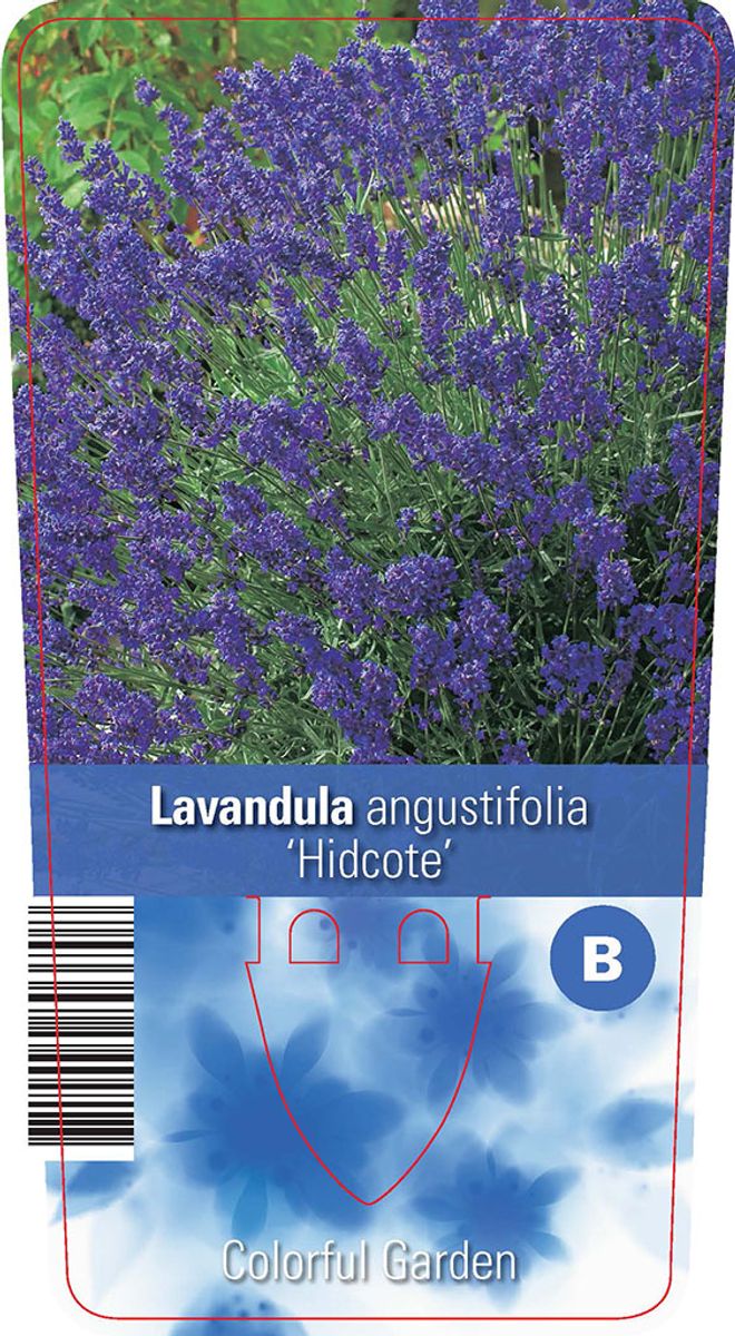 Lavandula angustifolia 'Hidcote' — Plant Wholesale FlorAccess