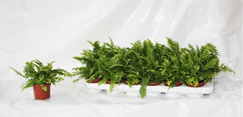 Nephrolepis exaltata 'Bostoniensis'