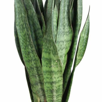 Sansevieria 'Sauvage'