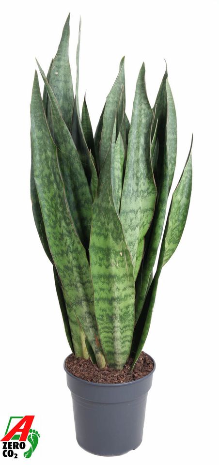 Sansevieria 'Sauvage'