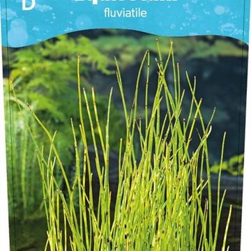 Equisetum fluviatile