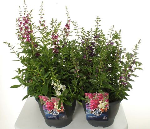 Angelonia ARCHANGEL MIX