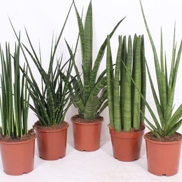 Sansevieria MIX